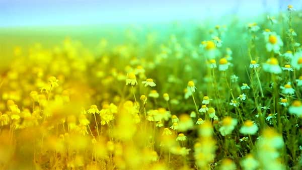 Tử vi ngày 2/12/2023: Tuổi Mùi thành tích đáng nể, tuổi Dậu tiến thoái lưỡng nan-2