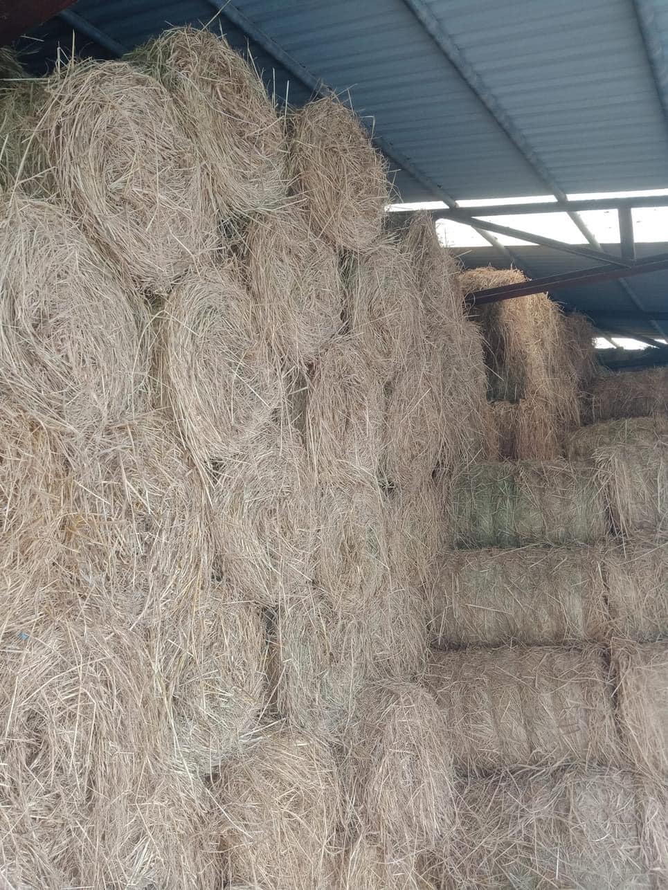 Không phải là thóc, thứ này của cây lúa cũng là mỏ vàng” mà ít ai biết-1