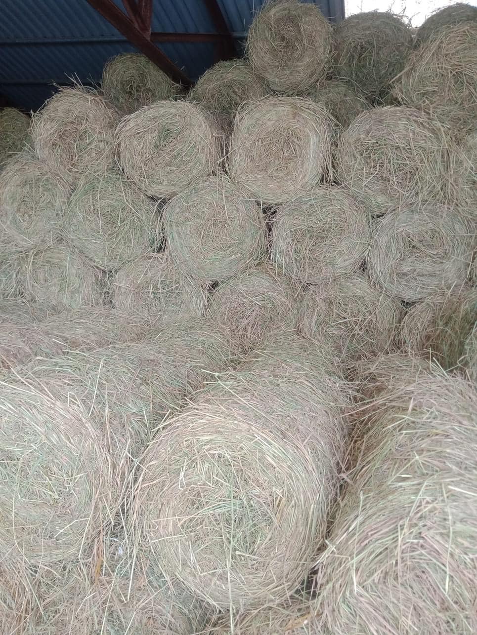 Không phải là thóc, thứ này của cây lúa cũng là mỏ vàng” mà ít ai biết-2