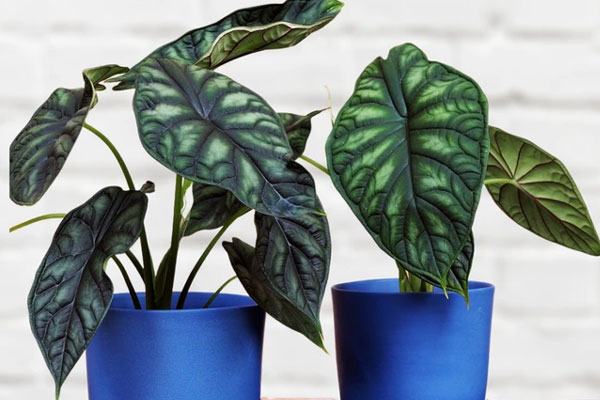 Cây cảnh uy vũ, độc đáo, lá gân guốc, mạnh mẽ như tên gọi, trồng trong nhà cao cấp, ấn tượng-1