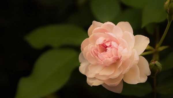 Bùng nổ tài lộc: 3 con giáp âm thầm tích lũy năng lượng, tháng 12 phất nhanh, tiền tài thăng tiến-3