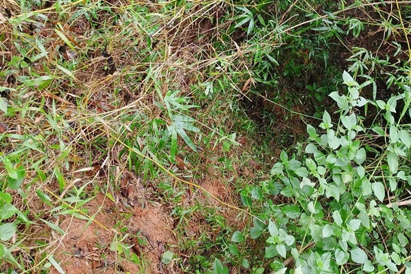 Bé trai 2 tuổi mất tích bí ẩn được tìm thấy như thế nào?-1