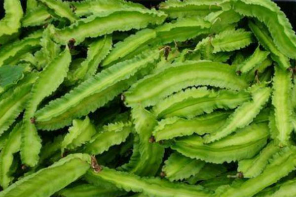 Quả đậu rồng có công dụng thần kỳ gì với sức khỏe?-1