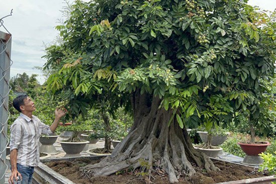 Độc đáo cây nhãn bonsai 