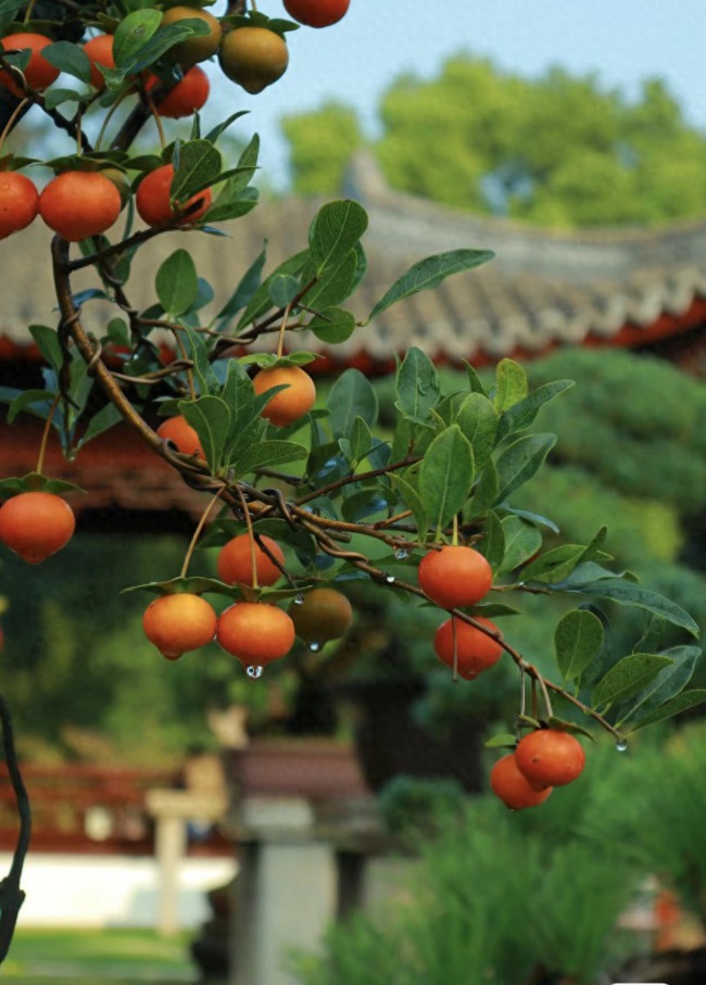Cây cảnh báu vật gia truyền nhà giàu ưa thích, tuổi thọ trăm năm, ý nghĩa thịnh vượng, cát tường-2