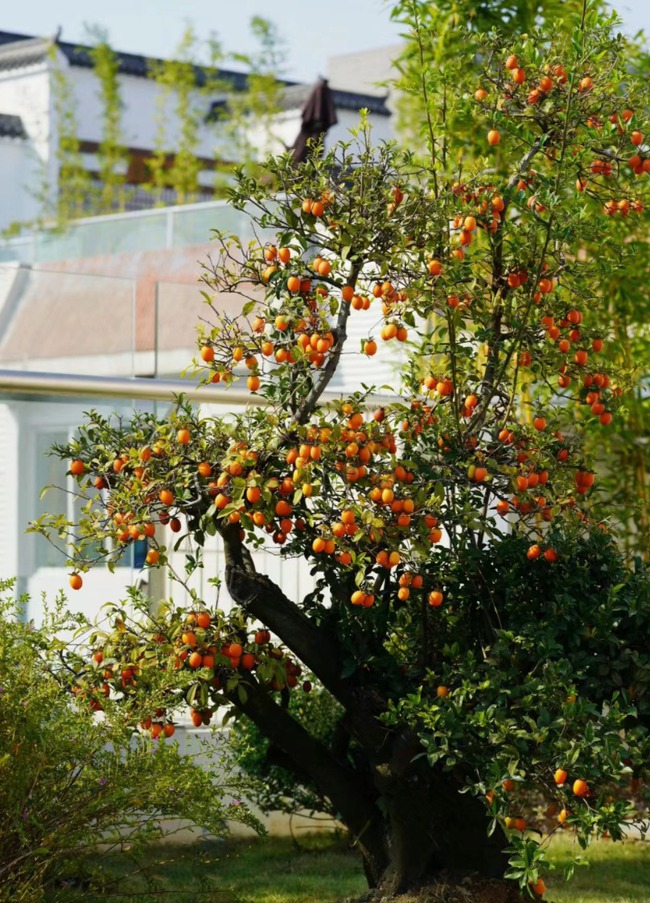 Cây cảnh báu vật gia truyền nhà giàu ưa thích, tuổi thọ trăm năm, ý nghĩa thịnh vượng, cát tường-3