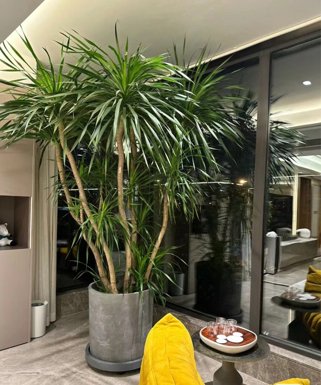 Cây cảnh báu vật gia truyền nhà giàu ưa thích, tuổi thọ trăm năm, ý nghĩa thịnh vượng, cát tường-6