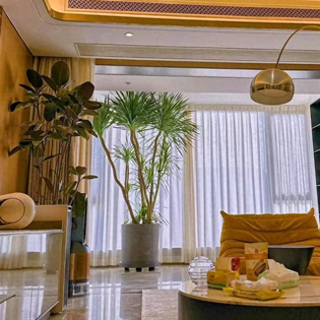 Cây cảnh báu vật gia truyền nhà giàu ưa thích, tuổi thọ trăm năm, ý nghĩa thịnh vượng, cát tường-8