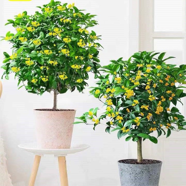 Cây cảnh báu vật gia truyền nhà giàu ưa thích, tuổi thọ trăm năm, ý nghĩa thịnh vượng, cát tường-9