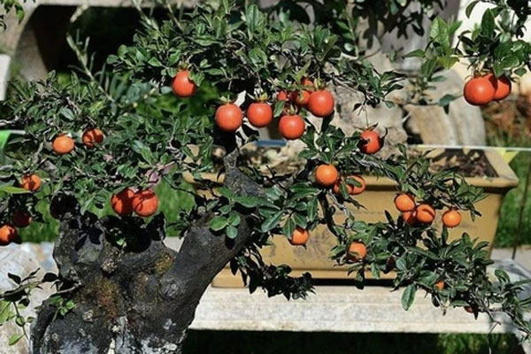 Trồng cây hồng môn ghi nhớ 8 nguyên tắc” cây xanh tốt, không bị vàng lá, hoa nở đỏ rực rỡ-6