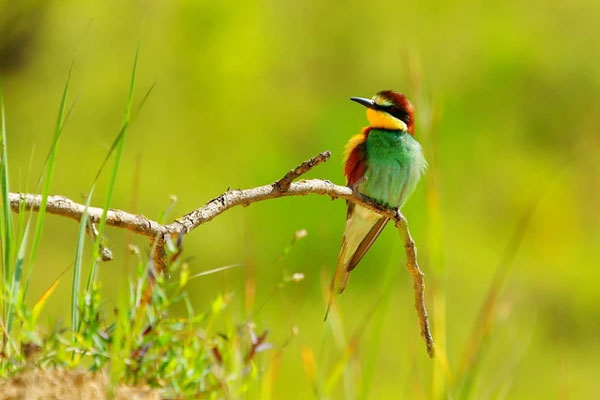 Tử vi tuần mới 4/12 - 10/12/2023: Tuổi Mão thành quả ngọt ngào, tuổi Thân lực bất tòng tâm-4