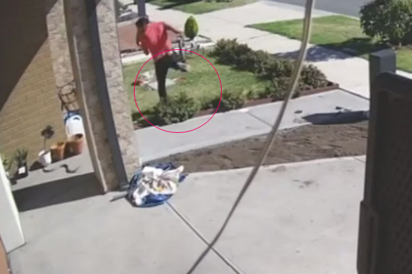 Khoảnh khắc rắn độc tấn công tắc kè hoa và cái kết bất ngờ-1