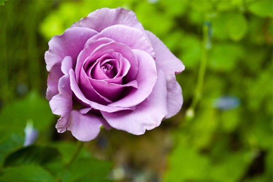 Tử vi tuần mới 4/12 - 10/12/2023: Tuổi Mão thành quả ngọt ngào, tuổi Thân lực bất tòng tâm