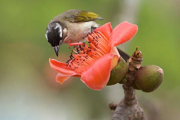 Tử vi tuần mới (4/12 - 10/12): Vận may 3 con giáp này được cải thiện, sự nghiệp có bước phát triển mới-4