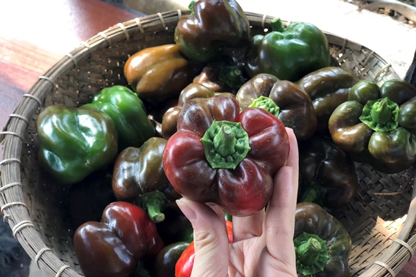 Loại hạt rẻ tiền nhưng được xem là thuốc hạ đường huyết tự nhiên”, phòng chống ung thư: Rất sẵn ở chợ Việt-3