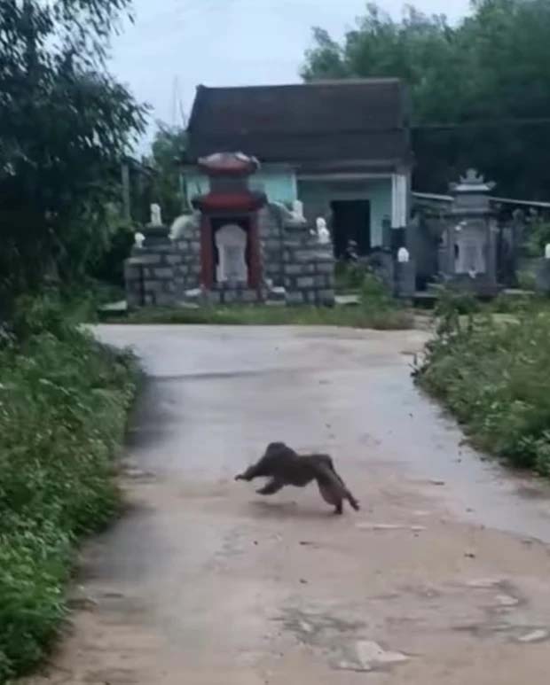 Khỉ tấn công nhiều người, cắn chết 4 con chó ở Quảng Nam-1