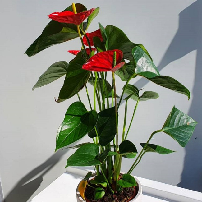 Trồng cây hồng môn ghi nhớ 8 nguyên tắc” cây xanh tốt, không bị vàng lá, hoa nở đỏ rực rỡ-1