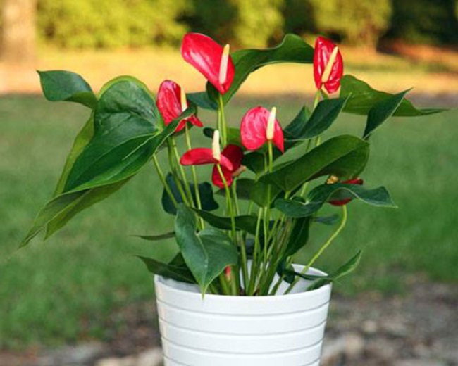 Trồng cây hồng môn ghi nhớ 8 nguyên tắc” cây xanh tốt, không bị vàng lá, hoa nở đỏ rực rỡ-2