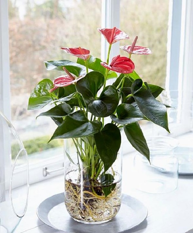 Trồng cây hồng môn ghi nhớ 8 nguyên tắc” cây xanh tốt, không bị vàng lá, hoa nở đỏ rực rỡ-4