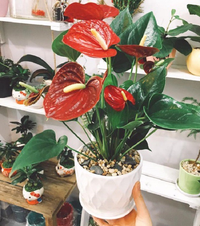 Trồng cây hồng môn ghi nhớ 8 nguyên tắc” cây xanh tốt, không bị vàng lá, hoa nở đỏ rực rỡ-5