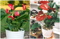 Trồng cây hồng môn ghi nhớ “8 nguyên tắc” cây xanh tốt, không bị vàng lá, hoa nở đỏ rực rỡ