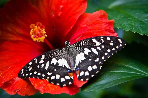 Tốt bụng suốt đời: 4 con giáp được ban phước khi về già, cuộc sống sung túc, con cháu sum vầy-1