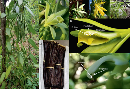 Loại quả đắt bậc nhất thế giới, giá 12 triệu/kg, ở Việt Nam cũng trồng-2