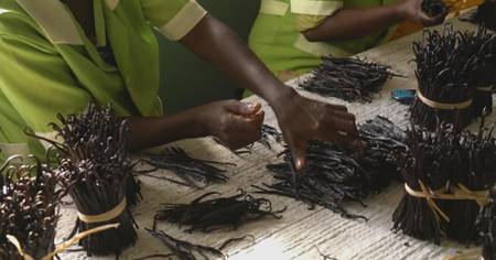 Loại quả đắt bậc nhất thế giới, giá 12 triệu/kg, ở Việt Nam cũng trồng-4