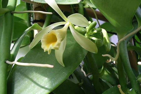 Loại cà chua xấu xí” giá đắt gấp đôi loại thường, dân xếp hàng đợi mua-3