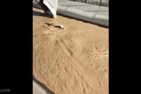 Clip: Ngoạn mục cảnh dùng máy xúc cứu bò bị nước cuốn trôi