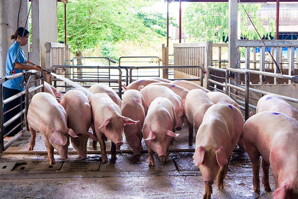Gần Tết, chủ trại buồn rầu bán lỗ vài chục triệu đến tiền tỷ mỗi lứa lợn-1