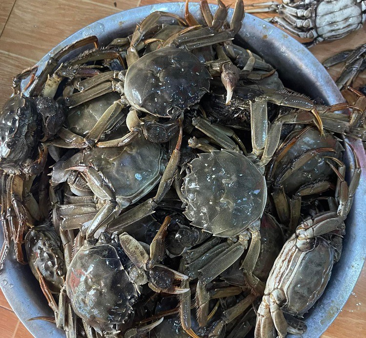 Loại cua nhập từ Trung Quốc giá tiền triệu, Việt Nam cũng có, chỉ từ 300 nghìn đồng/kg-2