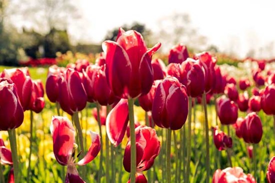 Tử vi ngày 6/12/2023: Tuổi Tỵ sự nghiệp như ý, tuổi Hợi nhận về thành quả