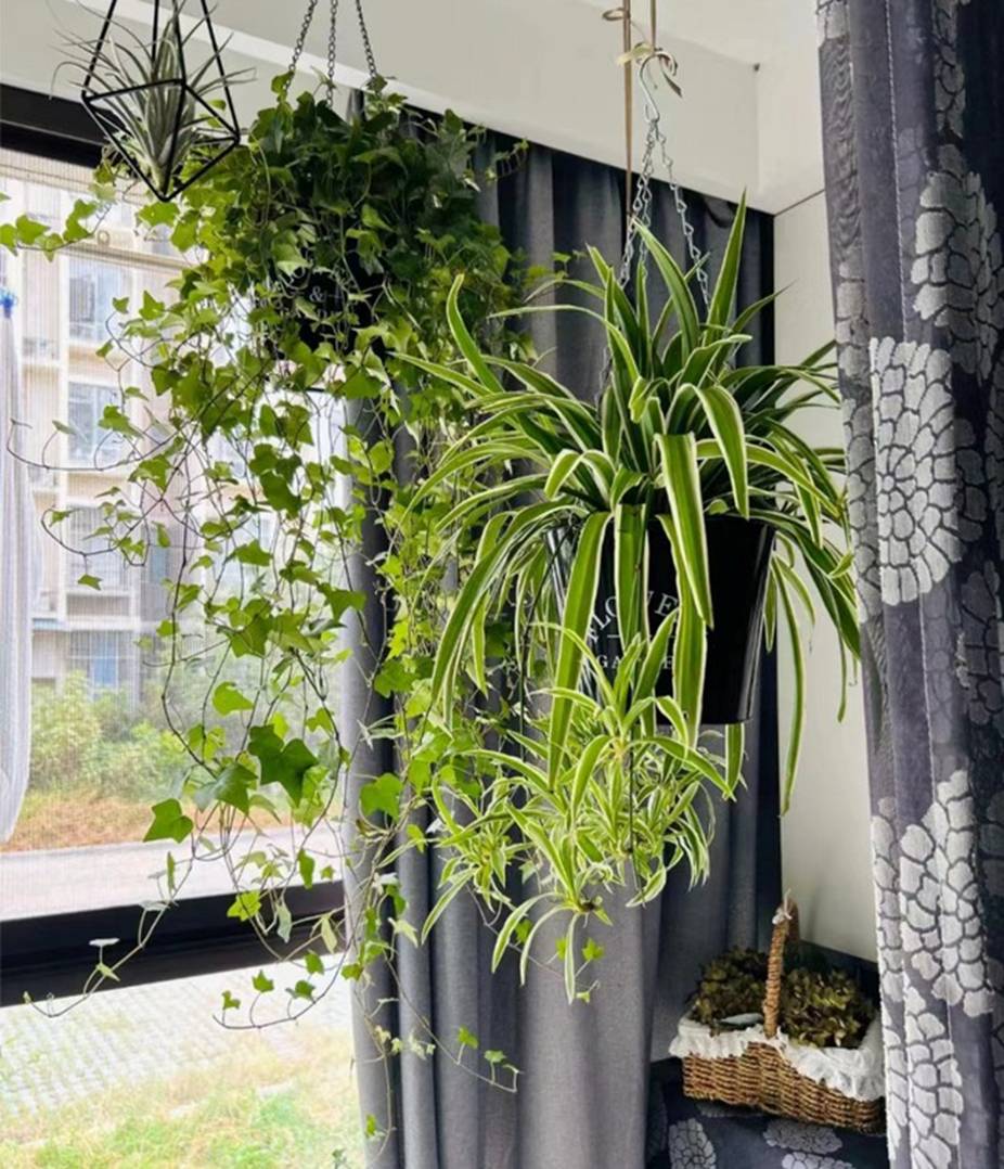 Mùa đông, trồng ngay 6 cây cảnh bảo vệ sức khỏe trong nhà, vi khuẩn tránh xa, không lo mắc bệnh-2