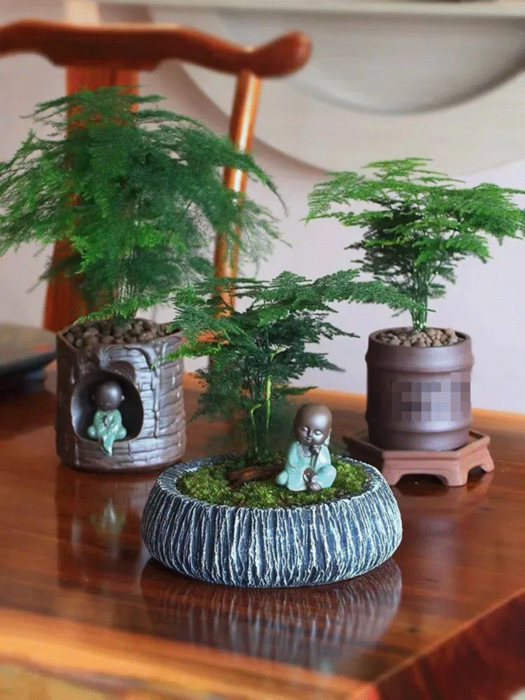 Mùa đông, trồng ngay 6 cây cảnh bảo vệ sức khỏe trong nhà, vi khuẩn tránh xa, không lo mắc bệnh-3