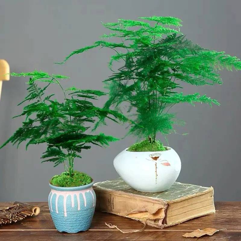 Mùa đông, trồng ngay 6 cây cảnh bảo vệ sức khỏe trong nhà, vi khuẩn tránh xa, không lo mắc bệnh-4