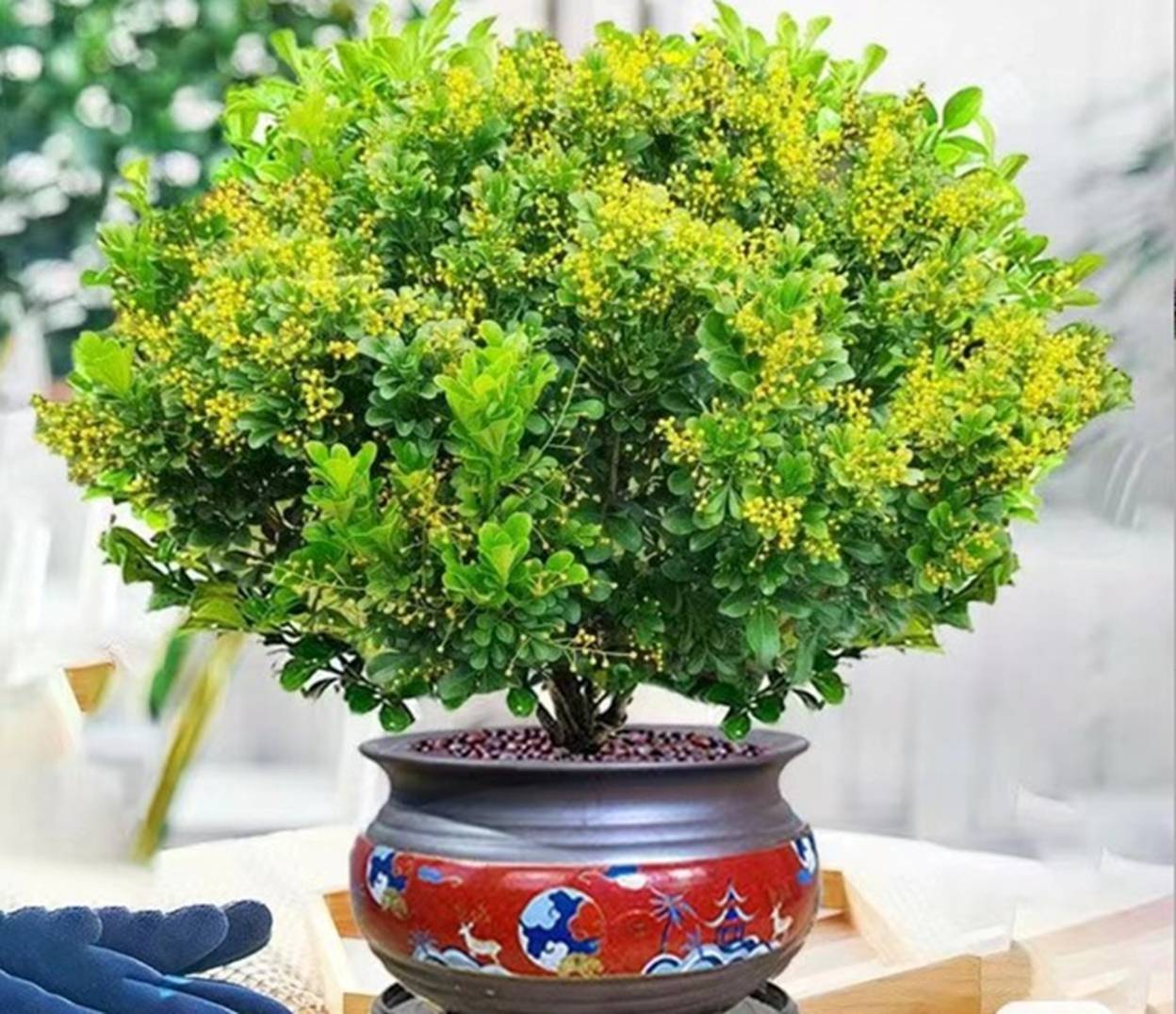 Mùa đông, trồng ngay 6 cây cảnh bảo vệ sức khỏe trong nhà, vi khuẩn tránh xa, không lo mắc bệnh-7