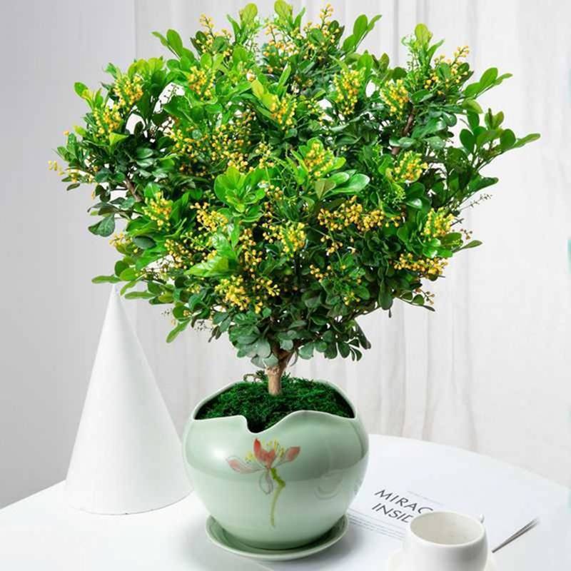 Mùa đông, trồng ngay 6 cây cảnh bảo vệ sức khỏe trong nhà, vi khuẩn tránh xa, không lo mắc bệnh-8