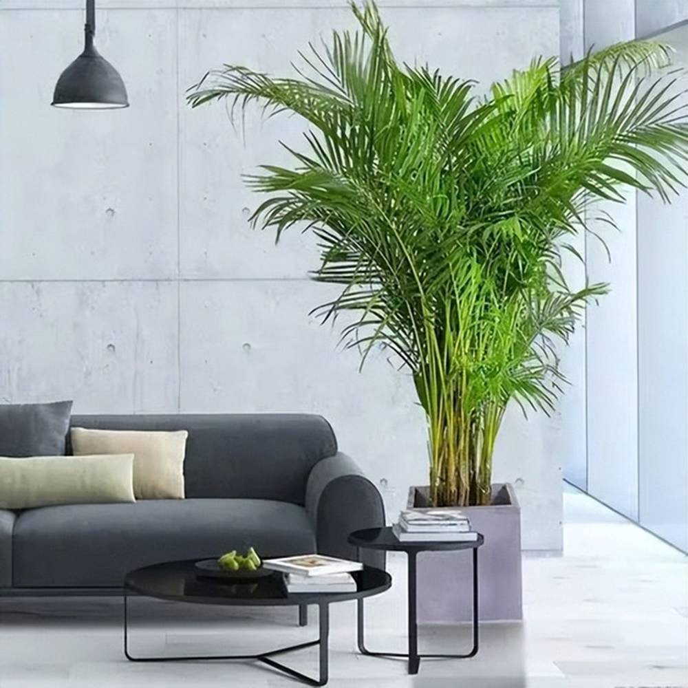 Mùa đông, trồng ngay 6 cây cảnh bảo vệ sức khỏe trong nhà, vi khuẩn tránh xa, không lo mắc bệnh-9