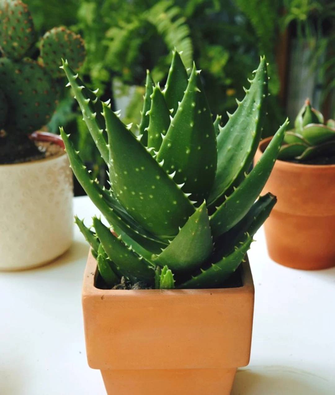 Mùa đông, trồng ngay 6 cây cảnh bảo vệ sức khỏe trong nhà, vi khuẩn tránh xa, không lo mắc bệnh-10