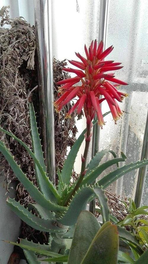 Mùa đông, trồng ngay 6 cây cảnh bảo vệ sức khỏe trong nhà, vi khuẩn tránh xa, không lo mắc bệnh-11