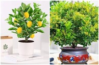 Mùa đông, trồng ngay 6 cây cảnh 'bảo vệ sức khỏe' trong nhà, vi khuẩn tránh xa, không lo mắc bệnh