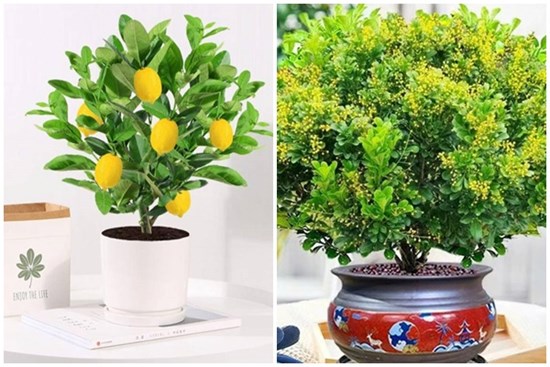 Mùa đông, trồng ngay 6 cây cảnh