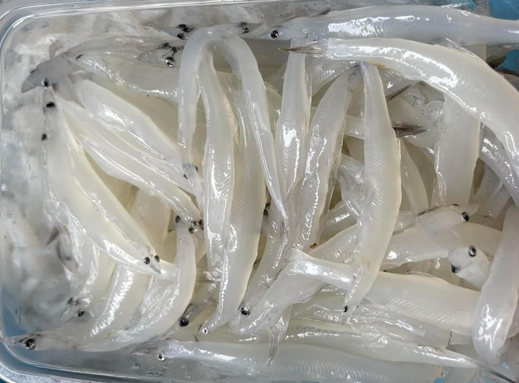 Cá ngần trái mùa giá cao, dân buôn vừa nhập về đã hết hàng-1