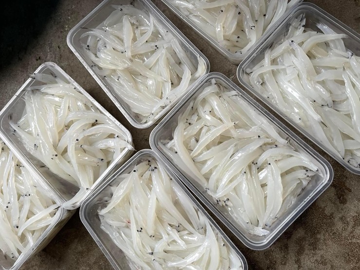 Cá ngần trái mùa giá cao, dân buôn vừa nhập về đã hết hàng-2