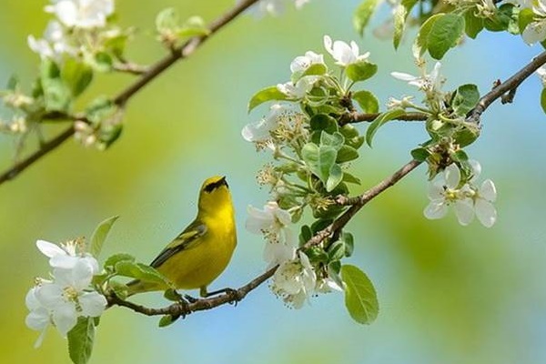 Phụ nữ sinh vào 4 tháng này lấy chồng thành công sự nghiệp, sinh con hiếu thuận giỏi giang-5