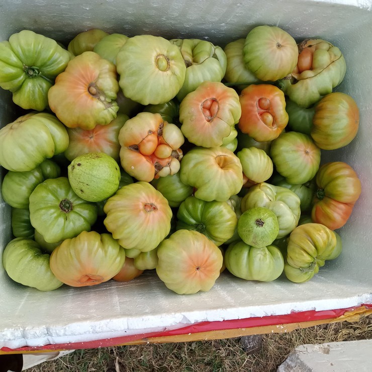 Loại cà chua xấu xí” giá đắt gấp đôi loại thường, dân xếp hàng đợi mua-1