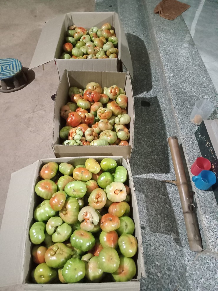 Loại cà chua xấu xí” giá đắt gấp đôi loại thường, dân xếp hàng đợi mua-2