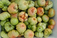 Loại cà chua “xấu xí” giá đắt gấp đôi loại thường, dân xếp hàng đợi mua