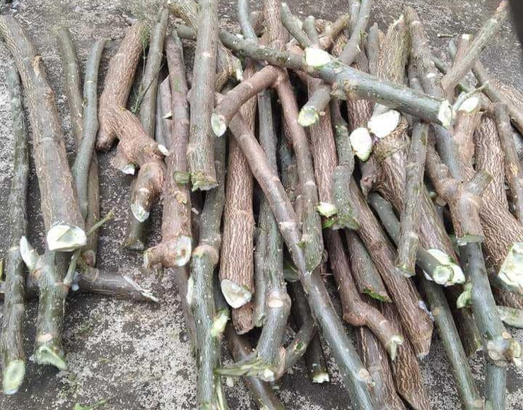 Loại rau có tên lạ bỗng lên cơn sốt, dân buôn ngày bán cả trăm cành giống-1